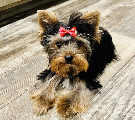 Millie 
