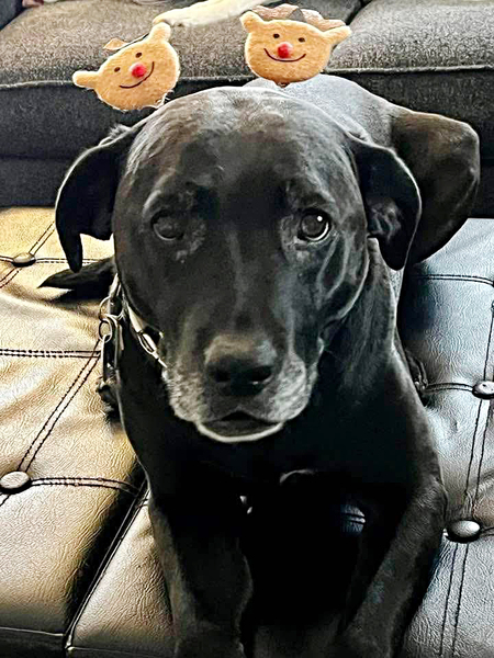 Stella