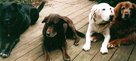 Bear, Sugar, Bud & Rex