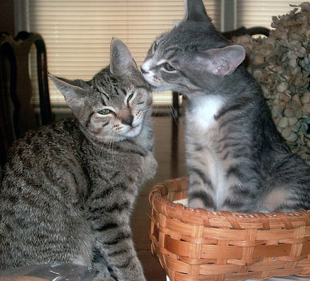 My Kitten & Bashful
