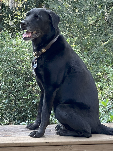 Lulu