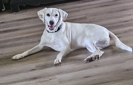 Cooper 