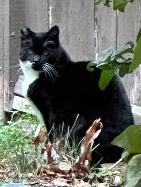 HOLLY
