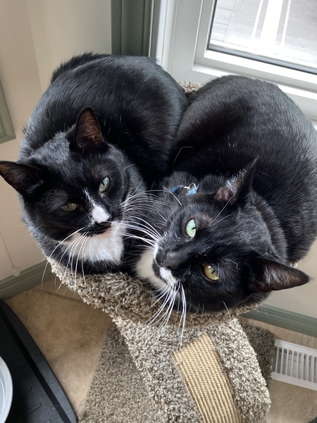Abby & Archer