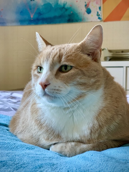 Ginger Boo