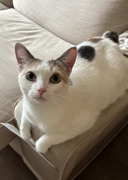Beans