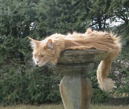 Tigger