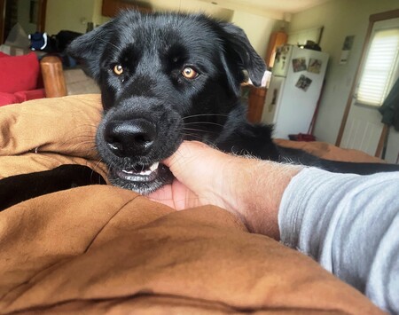 Buddy
