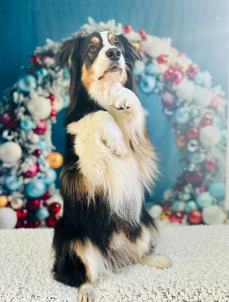 Bailey
