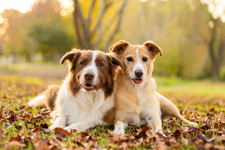 Chico and Archie