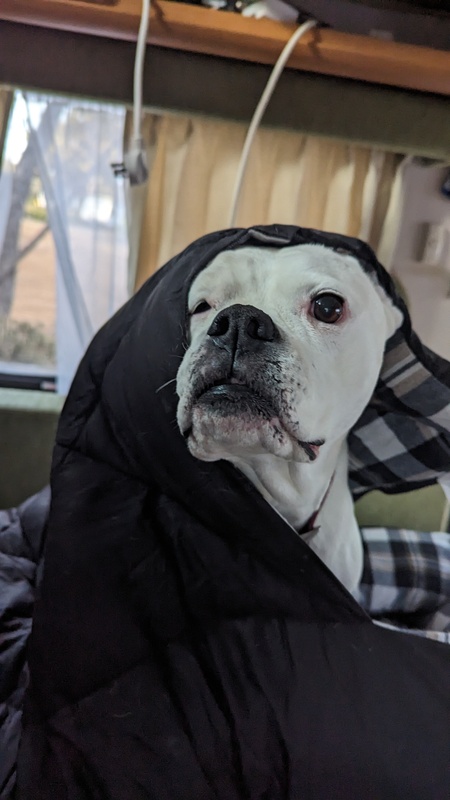 Lyla