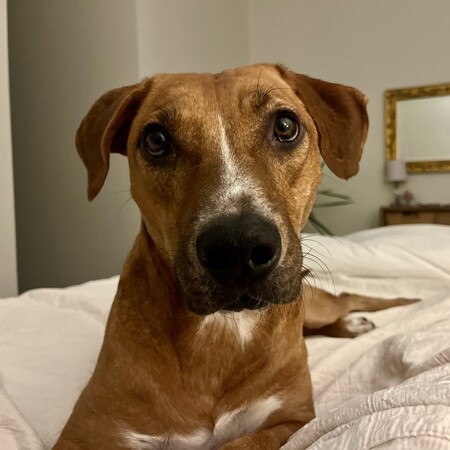 Sampson