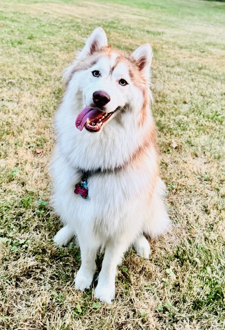 Indy 