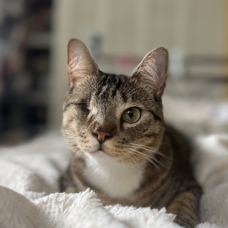 Jango 