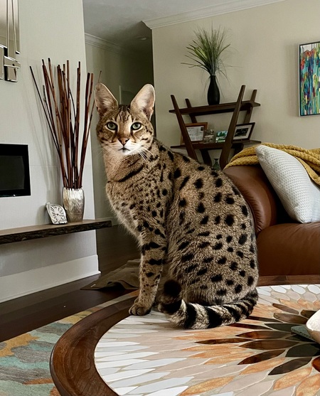 Loki