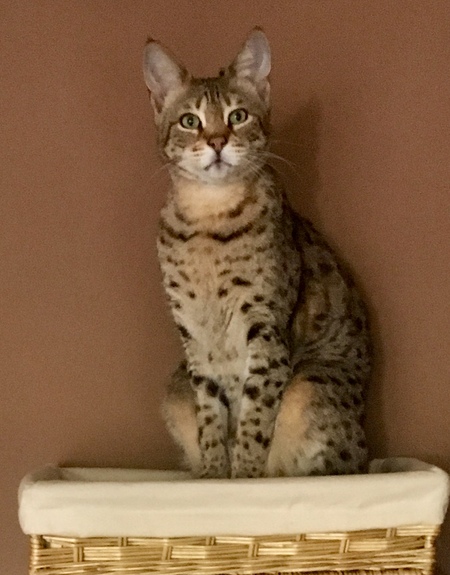 Baxter