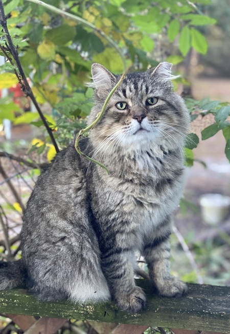 Fluffy