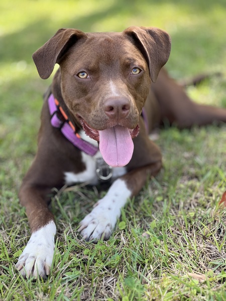 Archie