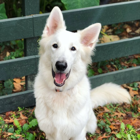Bowie
