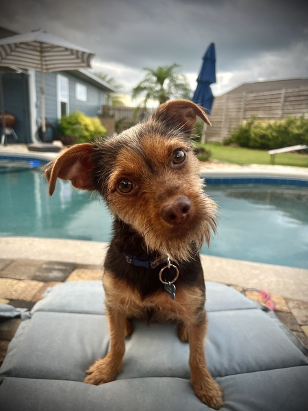Gunner