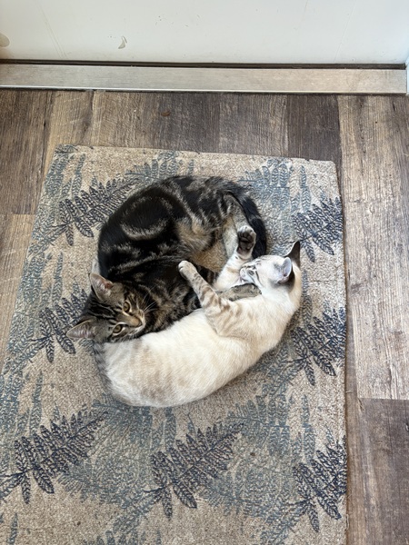 Yin & Yang (Tiger & Pooh)