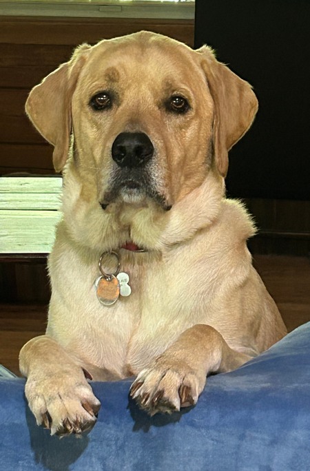 Toby