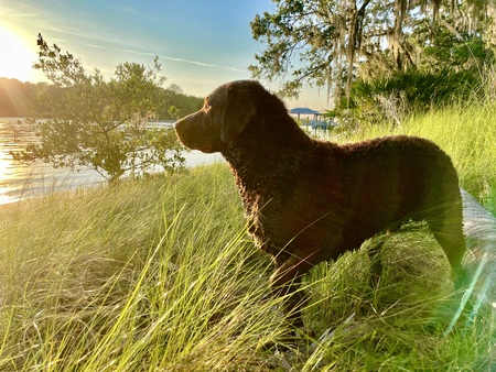 Beau