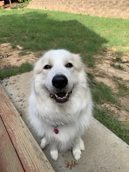 Nala
