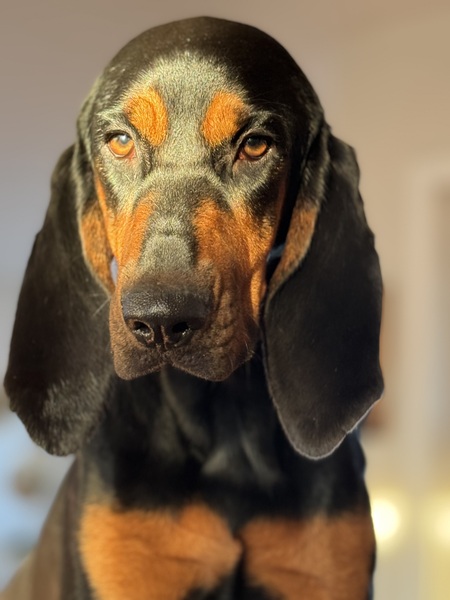 Maybelle