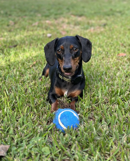 Oscar