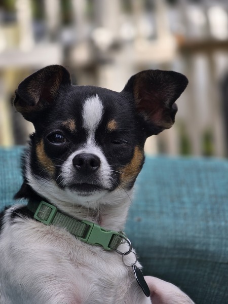 Milo