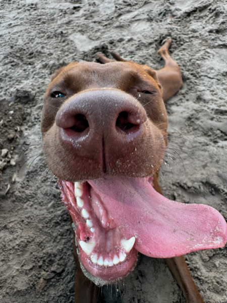Penny