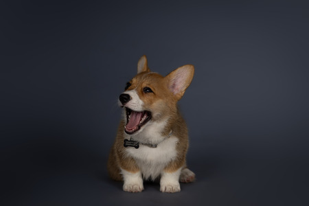 Winston