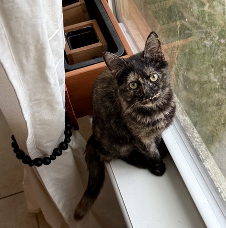 Truffle Beans