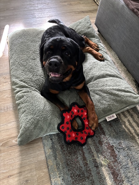 Darla
