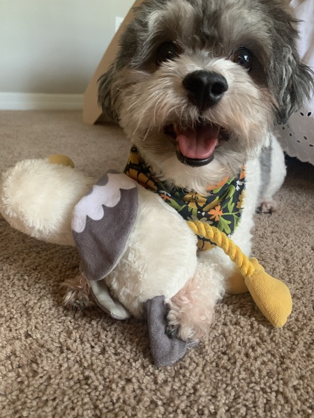 Flynn