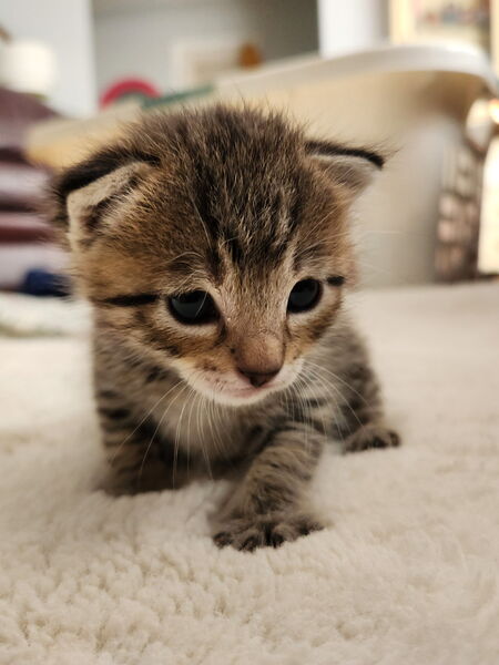 Squeak