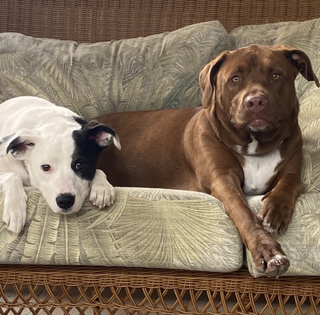 Nola and Gumbo