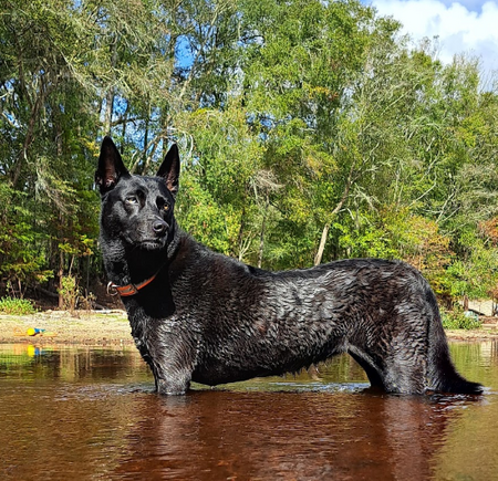 Roo