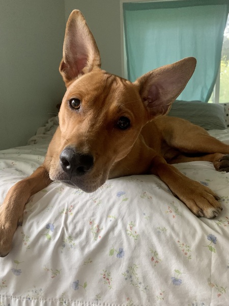 Dodger