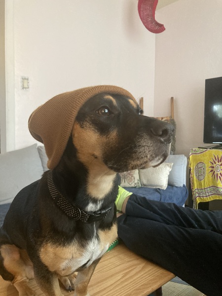 Kimber 