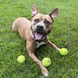 Entry image for Cinnamon