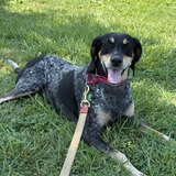 Entry image for Luna