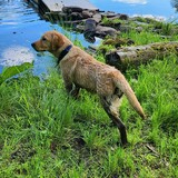 Entry image for Gansett