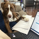 Entry image for Charlie