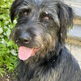 Entry image for Tyson