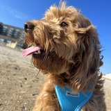 Entry image for Sundance (Sunny)