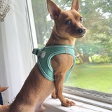 Entry image for Brewer