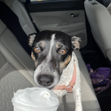 Entry image for Cookie