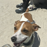 Entry image for Hopper